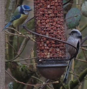 Blue Tit and Long-tailed Tit