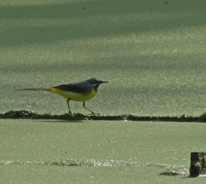 Male Grey wagtail