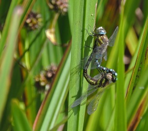 Migrant Dragonfly